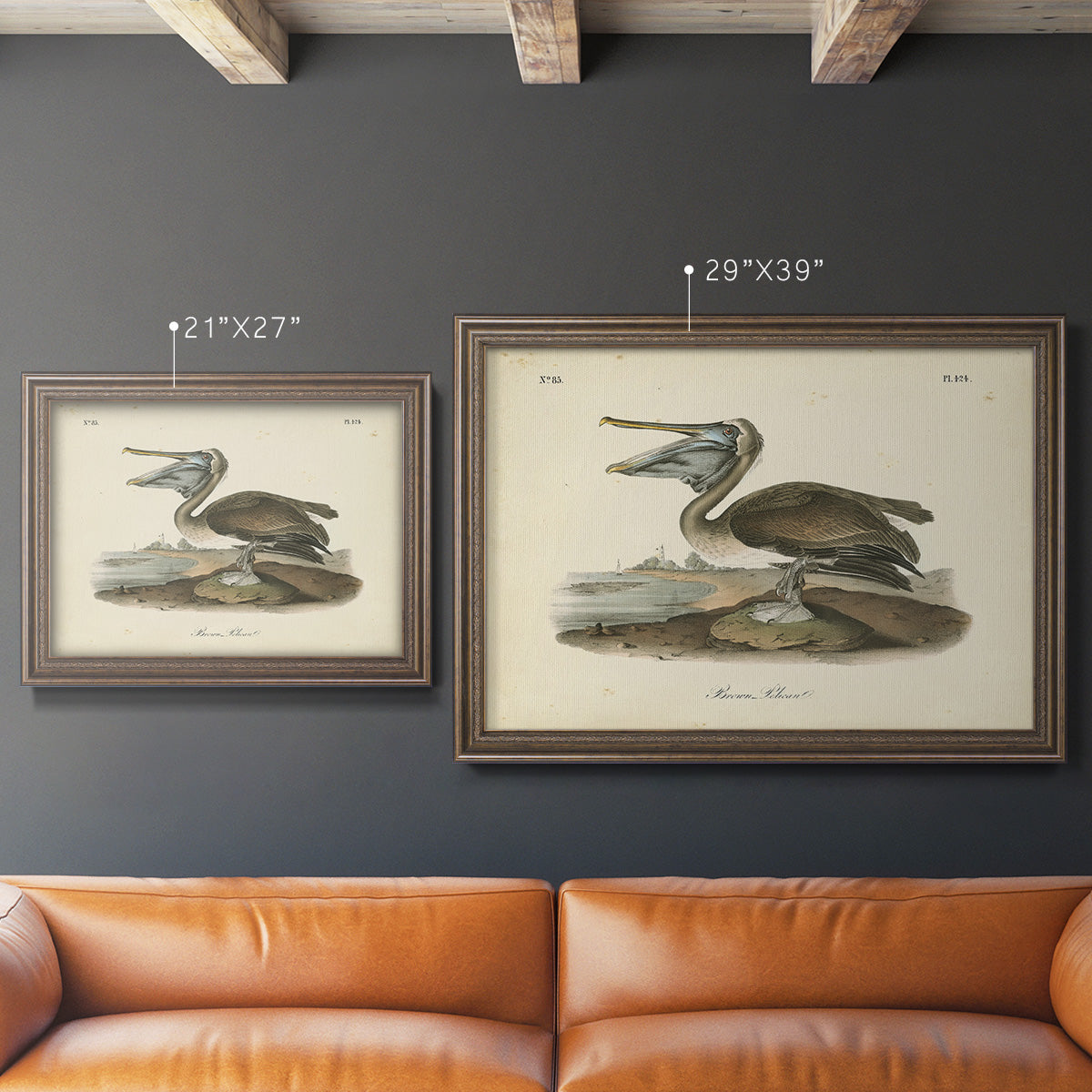 Audubons Brown Pelican - Ornate Framed Canvas Print