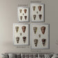 Cone Shell Collection III - Modern Framed Canvas Print