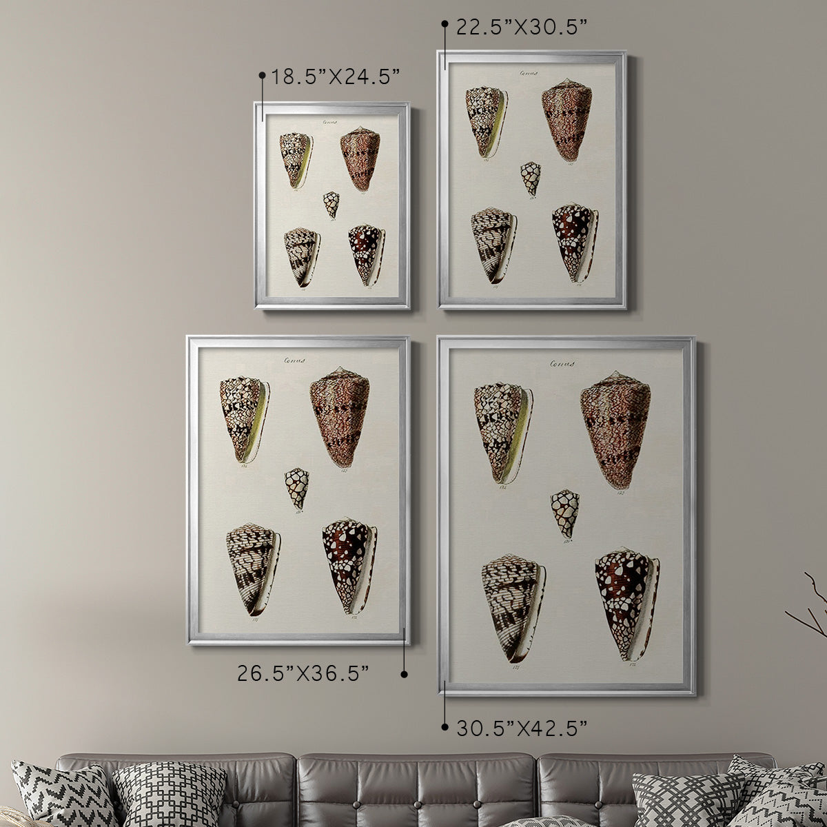 Cone Shell Collection III - Modern Framed Canvas Print