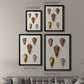Cone Shell Collection VI - Modern Framed Canvas Print
