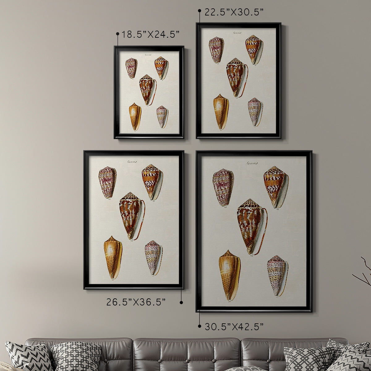 Cone Shell Collection VI - Modern Framed Canvas Print