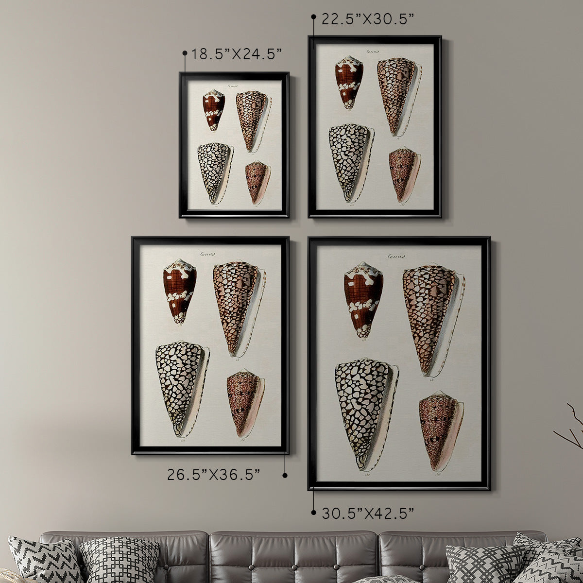 Cone Shell Collection I - Modern Framed Canvas Print