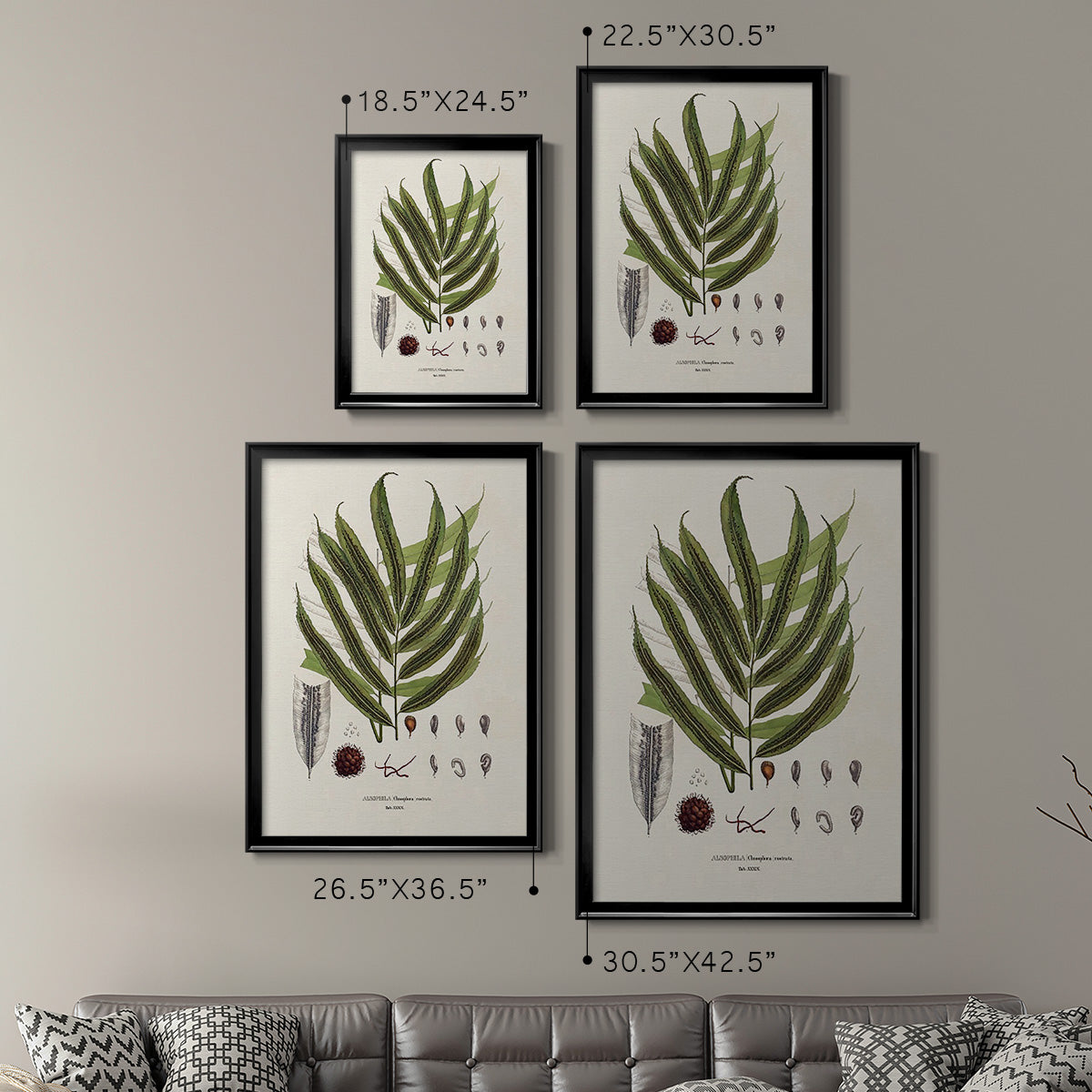 Botanical Society Ferns II - Modern Framed Canvas Print