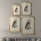 French Owls V - Modern Framed Canvas Print