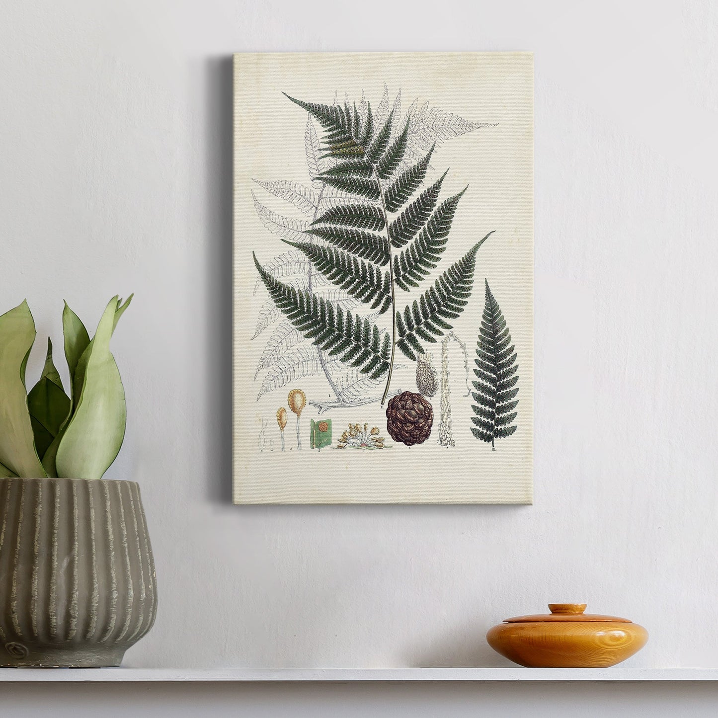 Collected Ferns VI Premium Gallery Wrapped Canvas - Ready to Hang