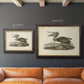 Audubons Brown Pelican - Ornate Framed Canvas Print