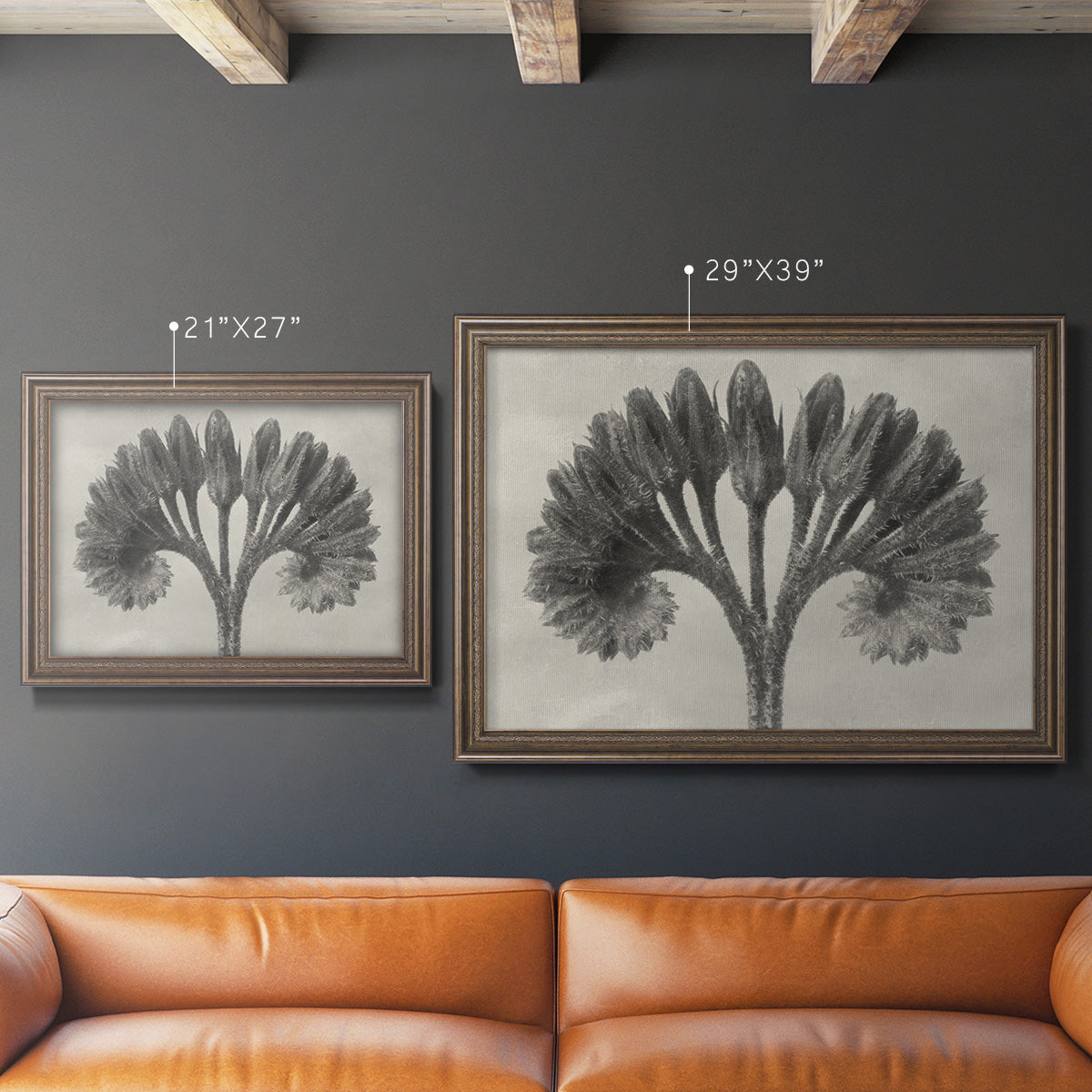 Vintage botanical plant study photograph by Karl Blossfeldt in an ornate traditional bronze frame shown in multiple size options.