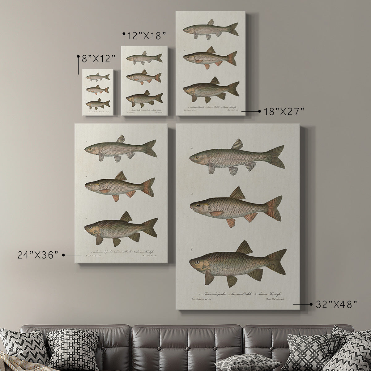 Species of Antique Fish IV Premium Gallery Wrapped Canvas - Ready to Hang