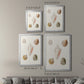 Pastel Knorr Shells IX - Modern Framed Canvas Print