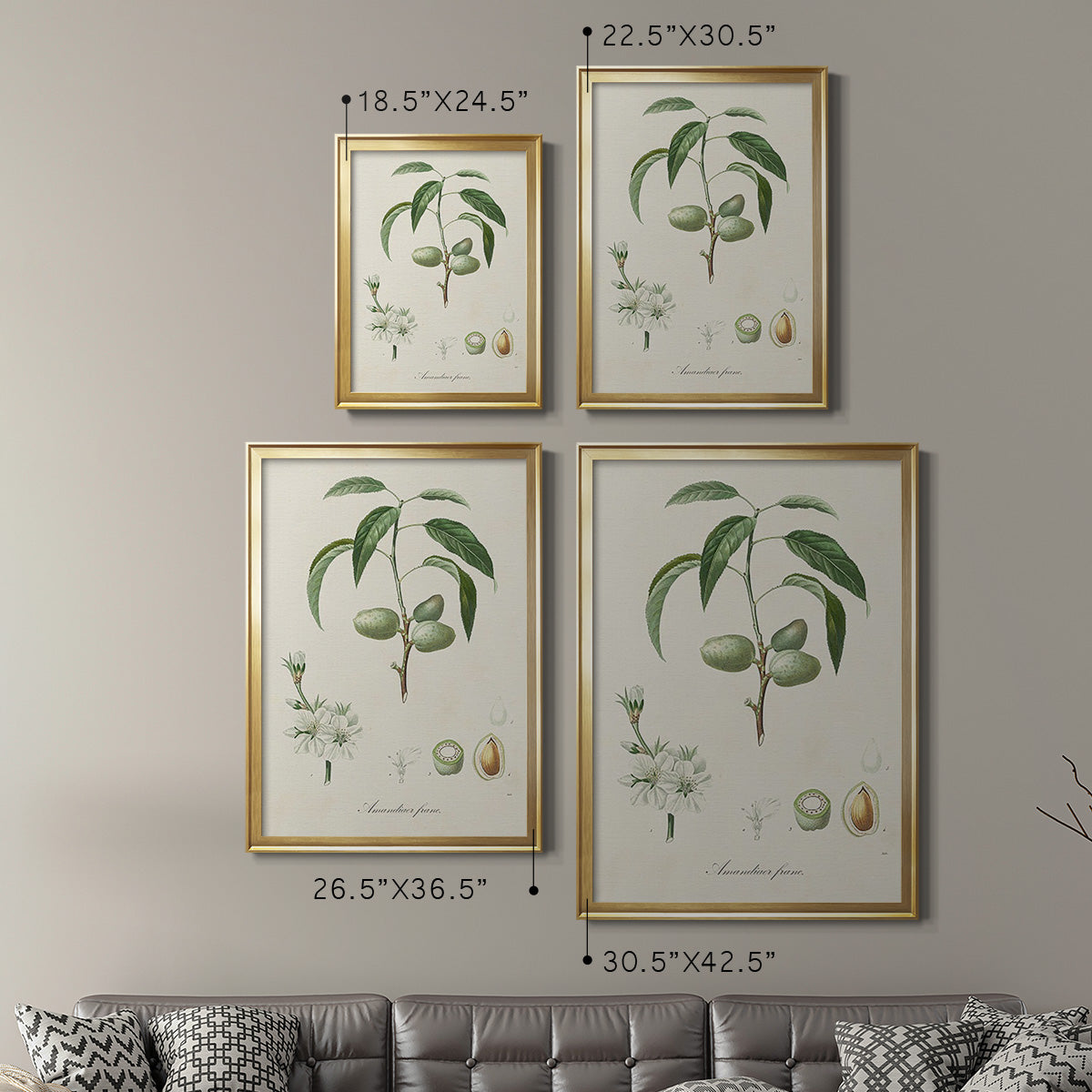 Antique Almond Botanical I - Modern Framed Canvas Print