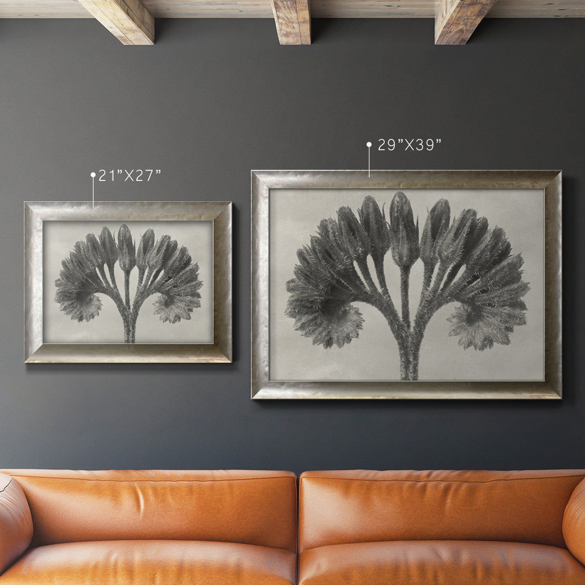 Vintage botanical plant study photograph by Karl Blossfeldt in an ornate mottled silver frame shown in multiple size options.
