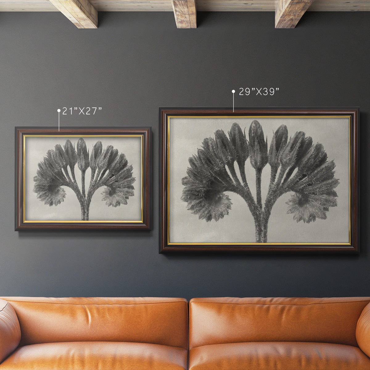Vintage botanical plant study photograph by Karl Blossfeldt in an ornate mahogany wood frame with gold liner shown in multiple size options.