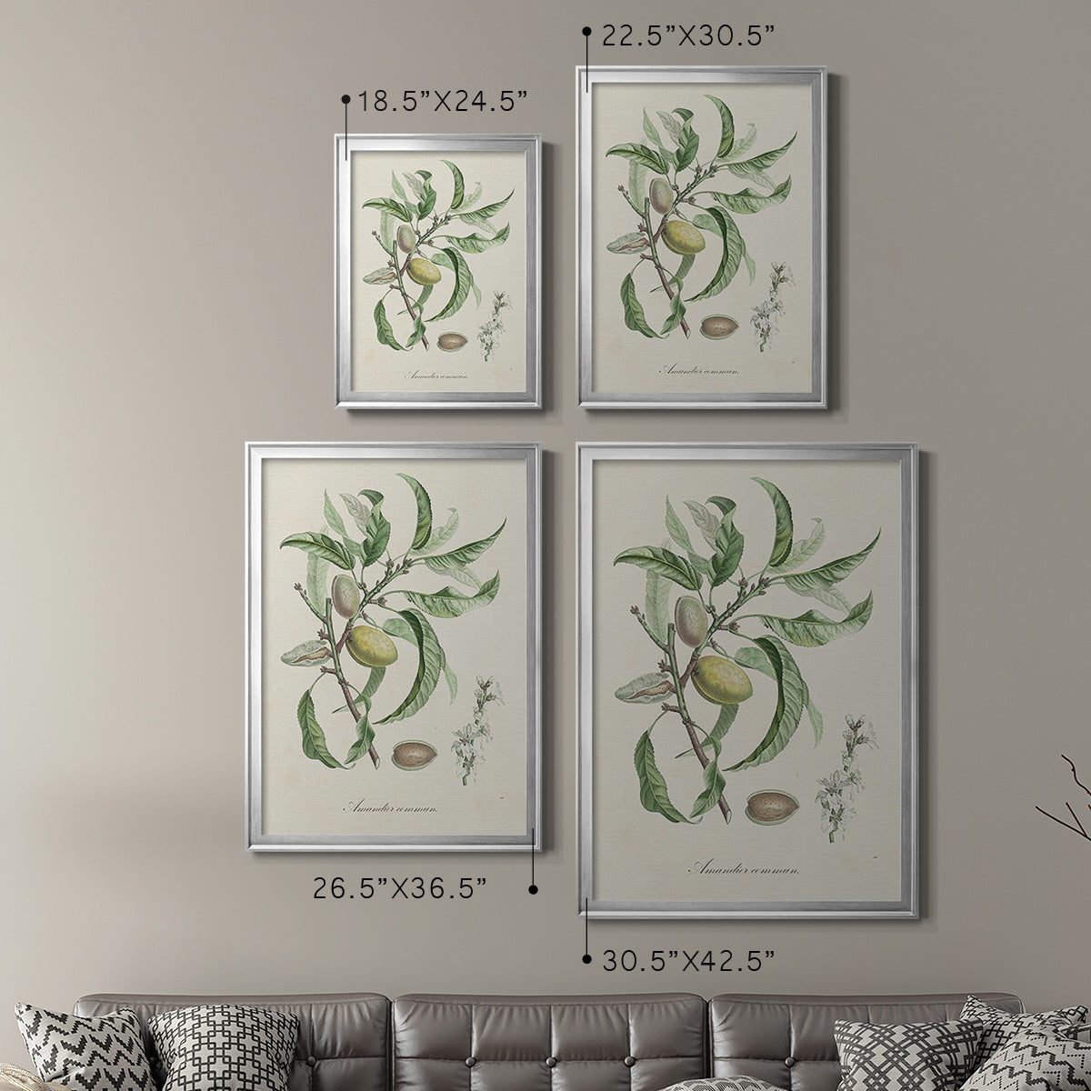 Antique Almond Botanical IV - Modern Framed Canvas Print