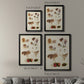 Mushroom Species III - Modern Framed Canvas Print