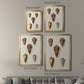 Cone Shell Collection VI - Modern Framed Canvas Print