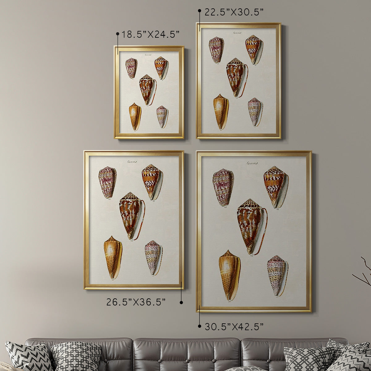 Cone Shell Collection VI - Modern Framed Canvas Print
