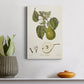 Vintage Pears VI Premium Gallery Wrapped Canvas - Ready to Hang