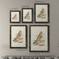 Hawk Owl - Premium Framed Canvas 2 Piece Set - Ready to Hang