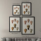 Cone Shell Collection IV - Modern Framed Canvas Print