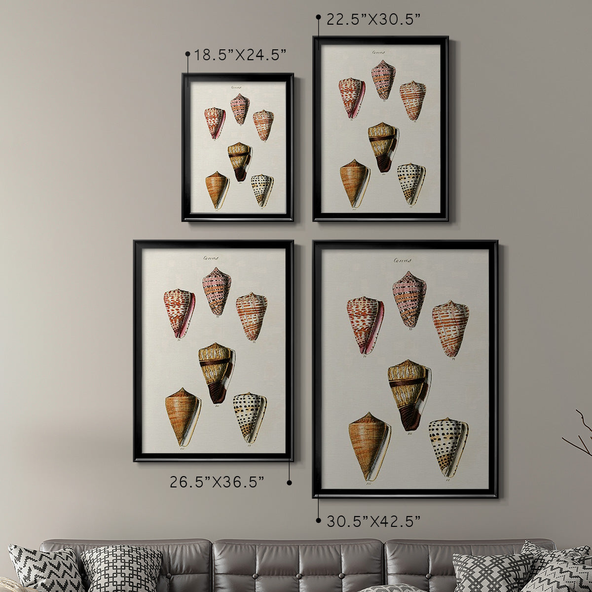 Cone Shell Collection IV - Modern Framed Canvas Print