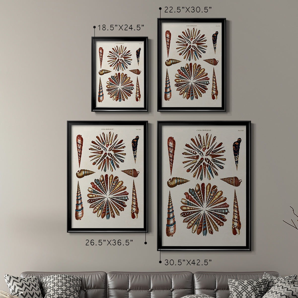 Spiral Shell Formation III - Modern Framed Canvas Print