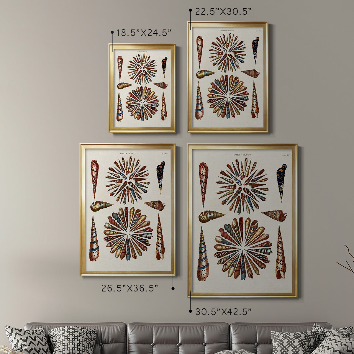 Spiral Shell Formation III - Modern Framed Canvas Print
