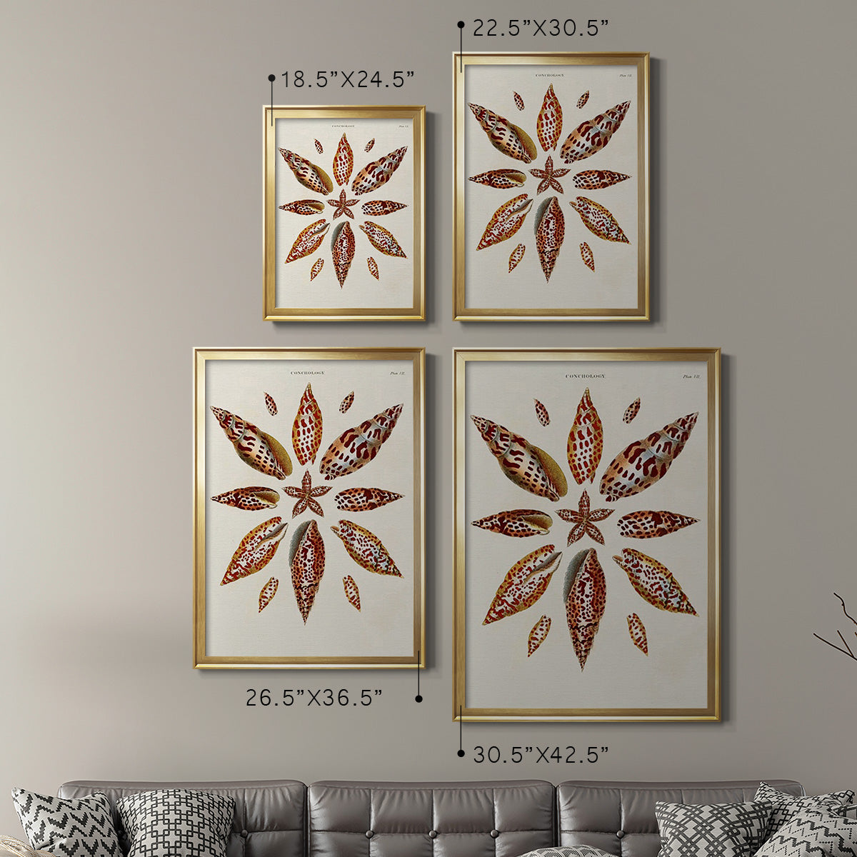 Spiral Shell Formation I - Modern Framed Canvas Print