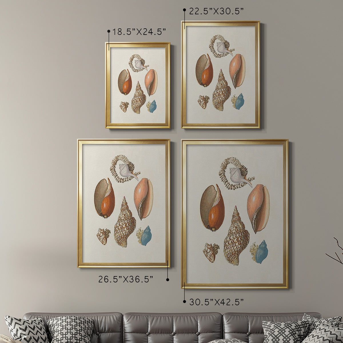 Knorr Shells & Coral I - Modern Framed Canvas Print