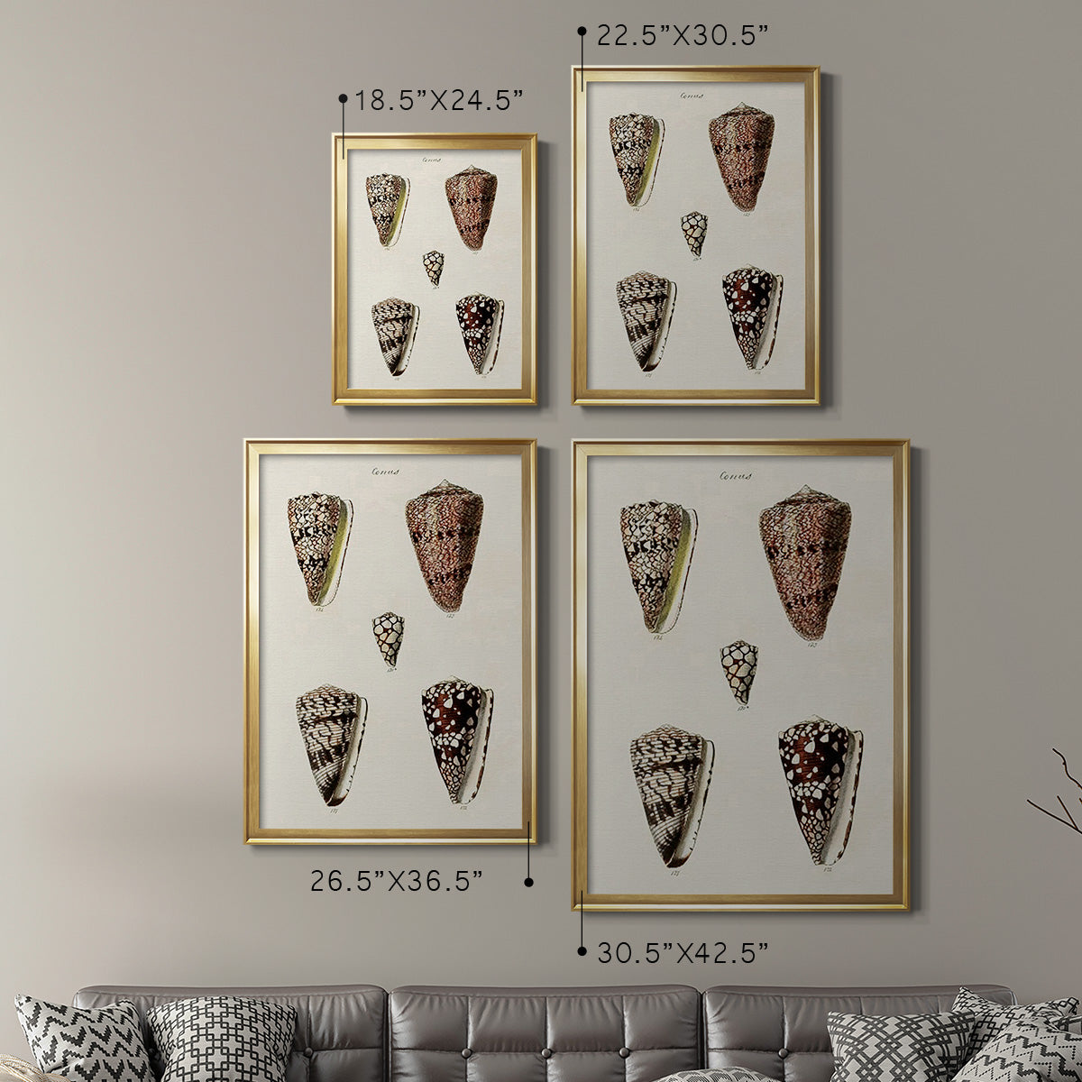 Cone Shell Collection III - Modern Framed Canvas Print