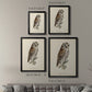 French Owls III - Modern Framed Canvas Print