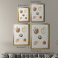 Pastel Knorr Shells VIII - Modern Framed Canvas Print