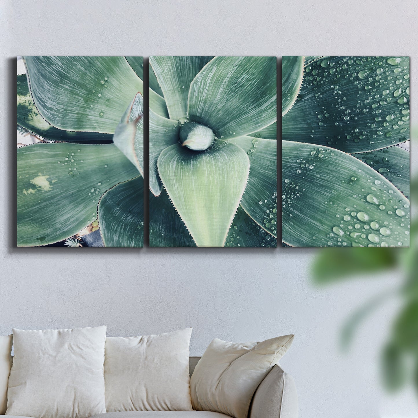 Three-panel canvas wall art featuring green succulent plant photograph, displayed in a living room above a sofa.