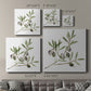 Olive Branch II - Canvas Art Print
