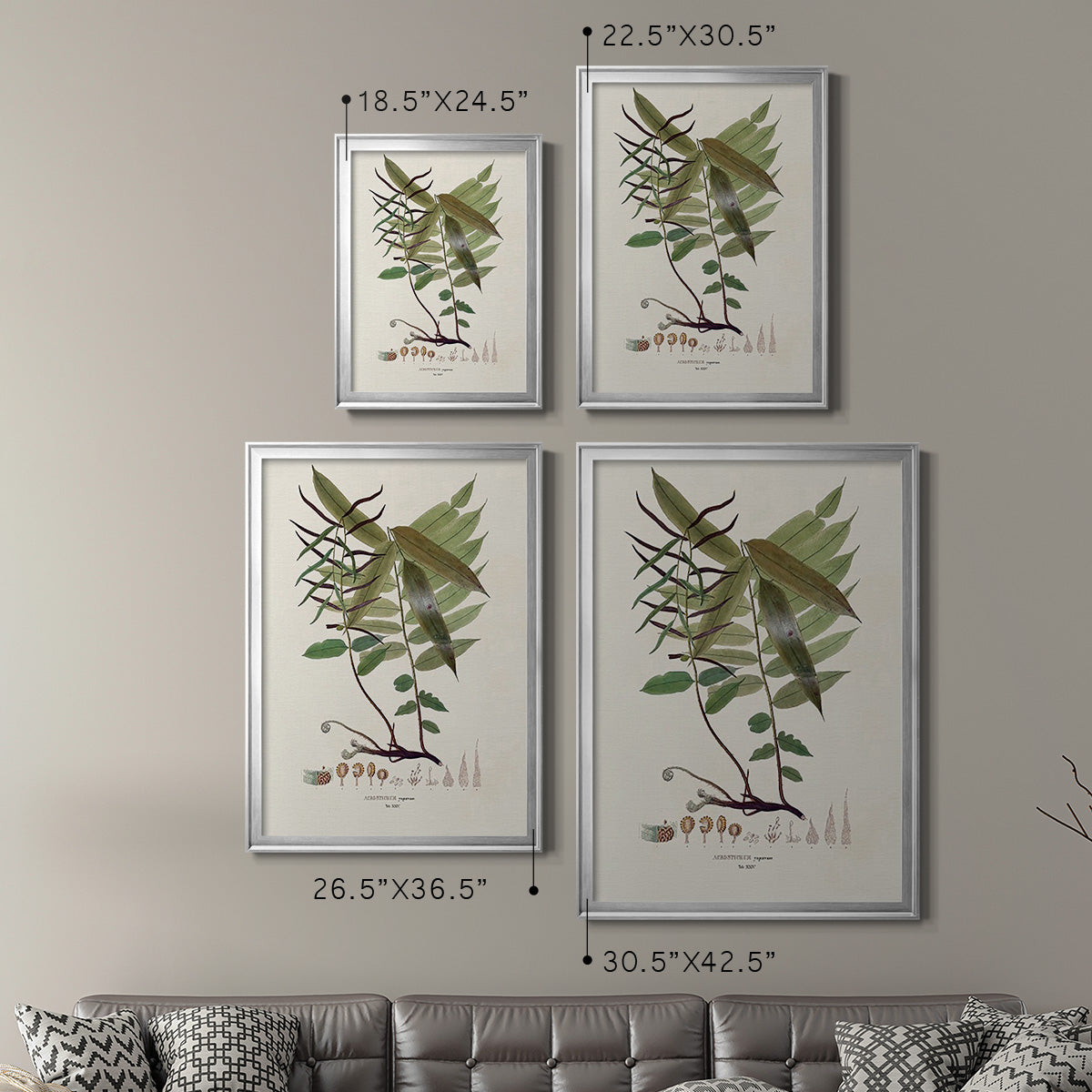 Botanical Society Ferns VI - Modern Framed Canvas Print