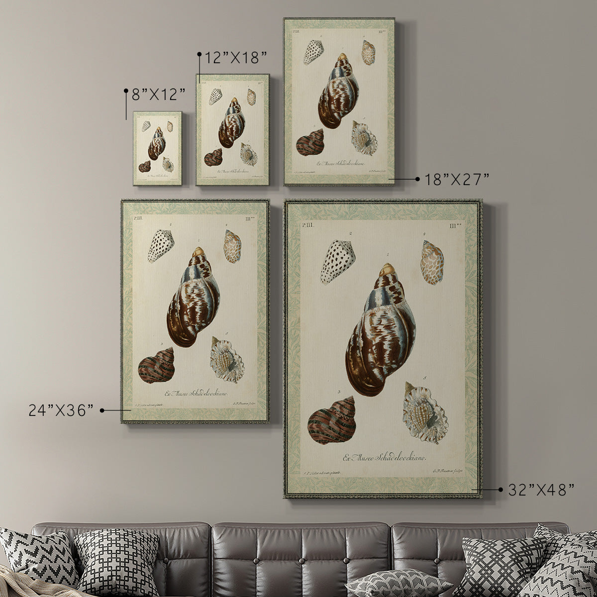 Bookplate Shells VII Premium Gallery Wrapped Canvas - Ready to Hang