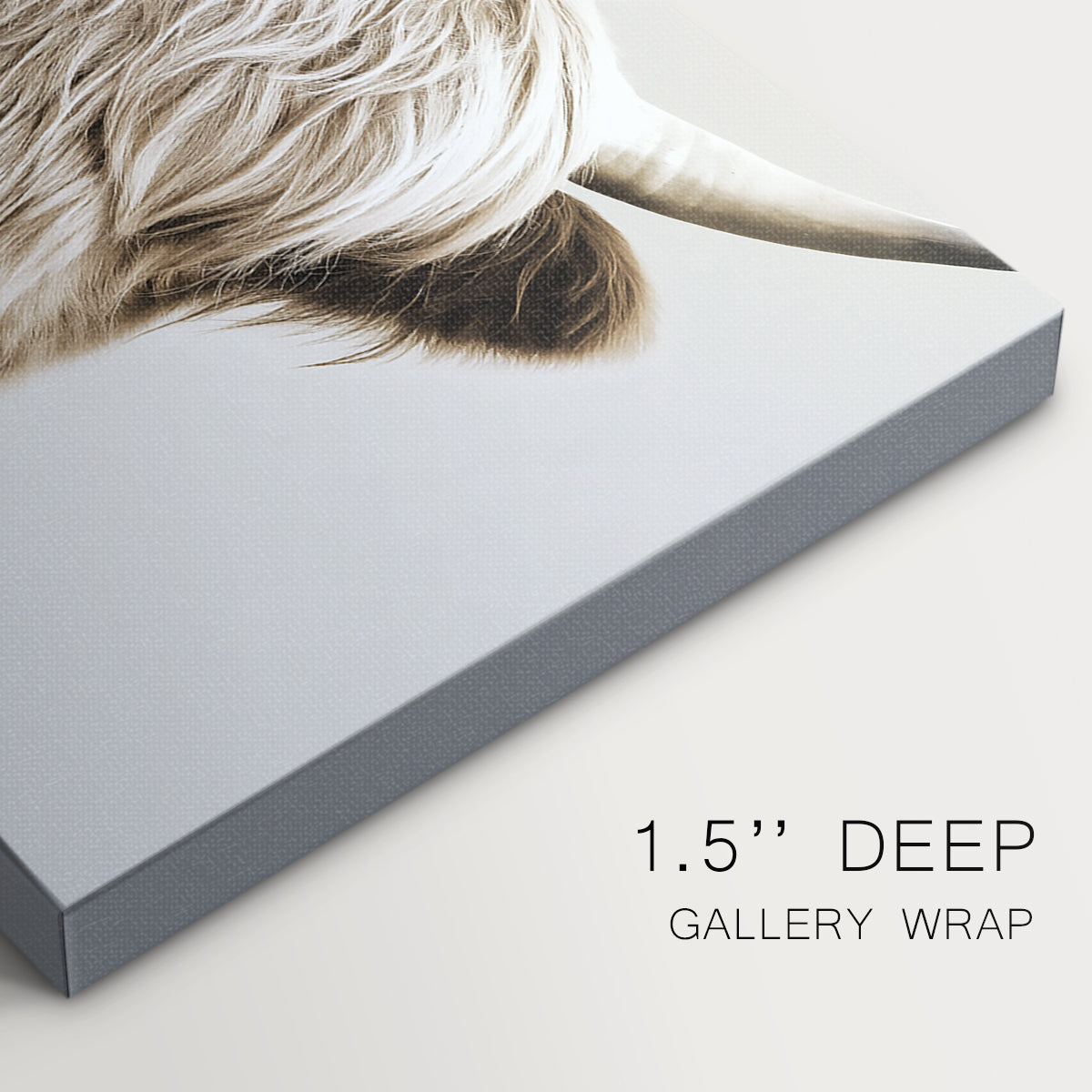 highland cattle,cattle,rural,shaggy hair,horns,livestock,farm,animal,nature,agriculture,Scottish breed,grazing,countryside,brown,fluffy,animal husbandry,domestic,portrait,wildlife,serene,farming,outdoors,picturesque,mammal,ecosystem,environment,profile,fauna,sturdy,heritage,breed,rustic,natural,grassy,peaceful,agricultural,field,stock,pastoral