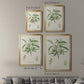 Antique Almond Botanical III - Modern Framed Canvas Print