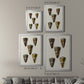 Cone Shell Collection V - Modern Framed Canvas Print