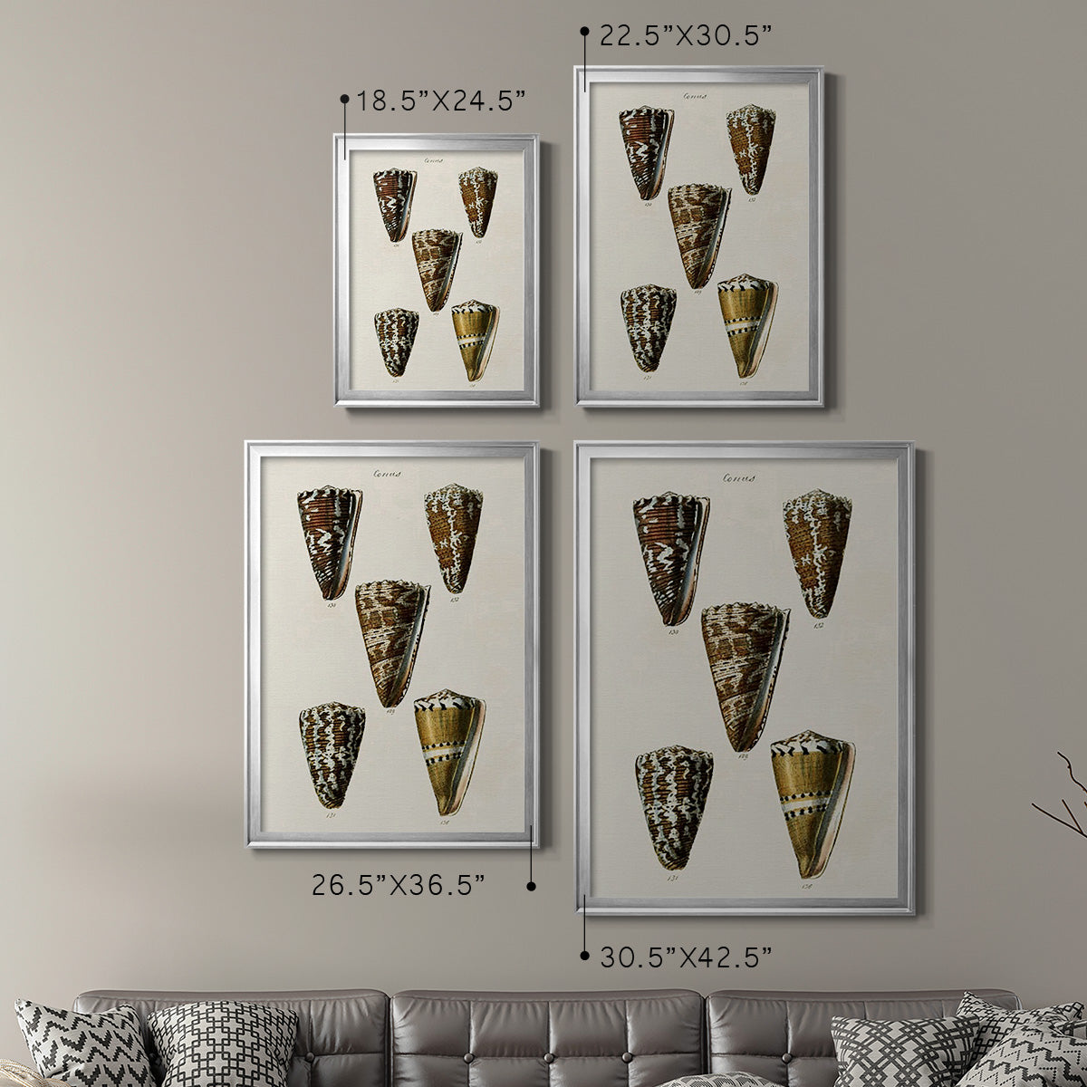 Cone Shell Collection V - Modern Framed Canvas Print