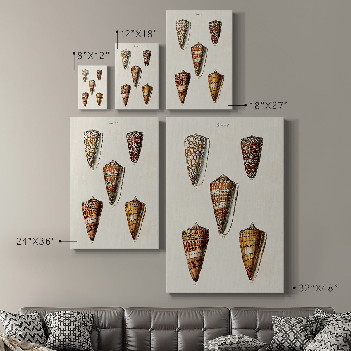 Cone Shell Collection II Premium Gallery Wrapped Canvas - Ready to Hang