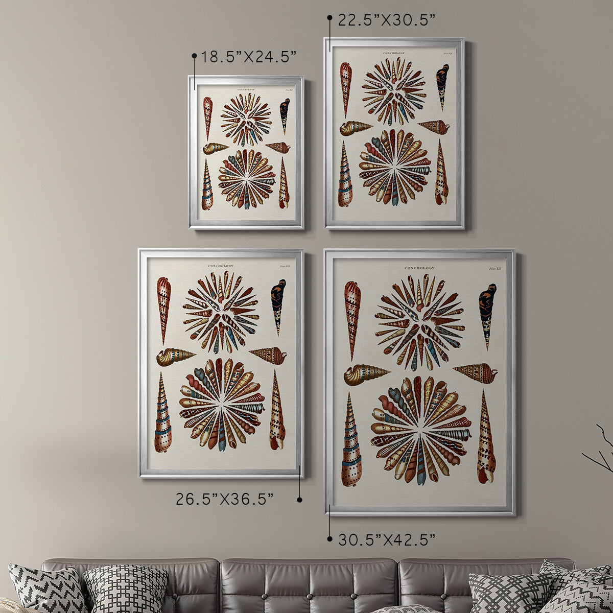 Spiral Shell Formation III - Modern Framed Canvas Print