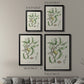 Antique Almond Botanical IV - Modern Framed Canvas Print
