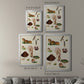 Mushroom Species IX - Modern Framed Canvas Print