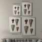 Cone Shell Collection I - Modern Framed Canvas Print