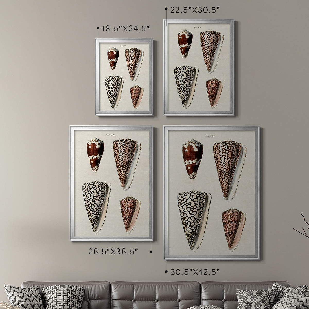 Cone Shell Collection I - Modern Framed Canvas Print