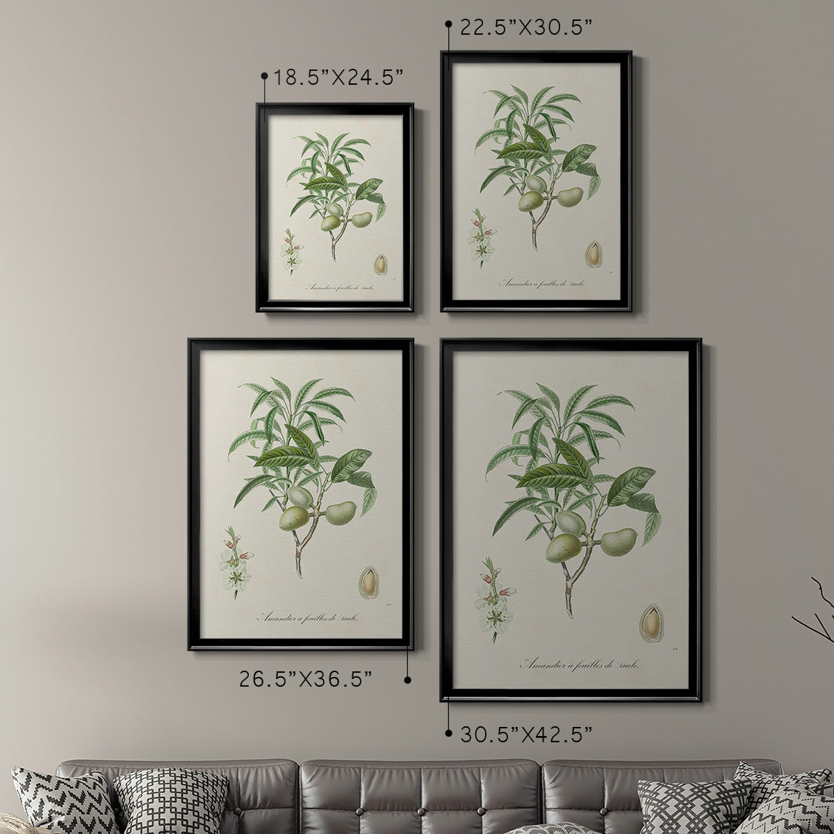 Antique Almond Botanical II - Modern Framed Canvas Print