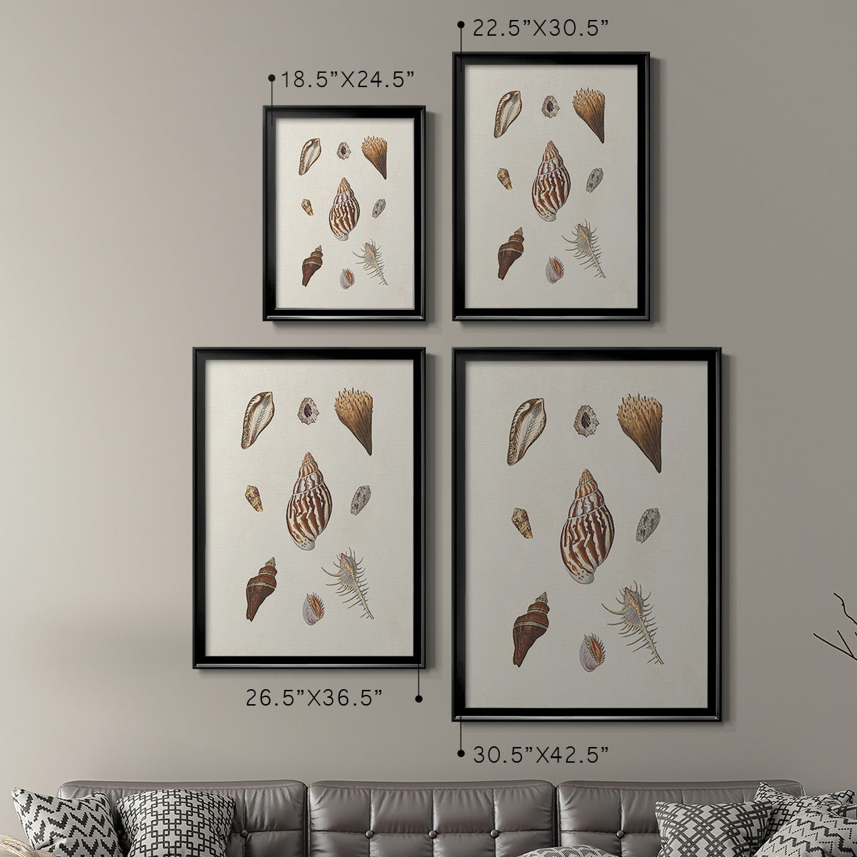 Knorr Shells & Coral IX - Modern Framed Canvas Print
