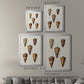 Cone Shell Collection II - Modern Framed Canvas Print