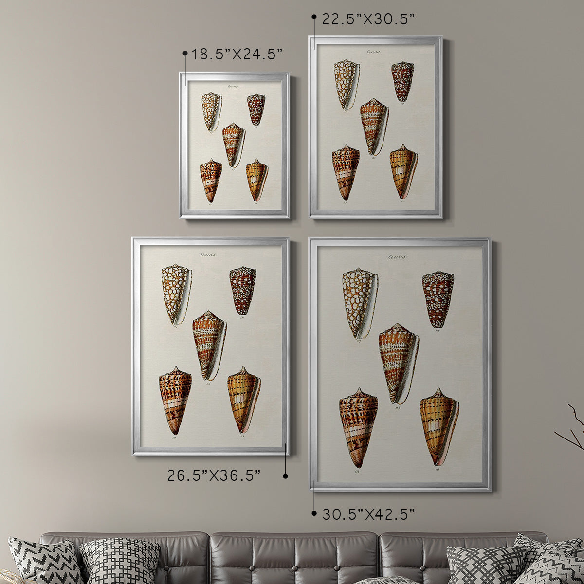 Cone Shell Collection II - Modern Framed Canvas Print