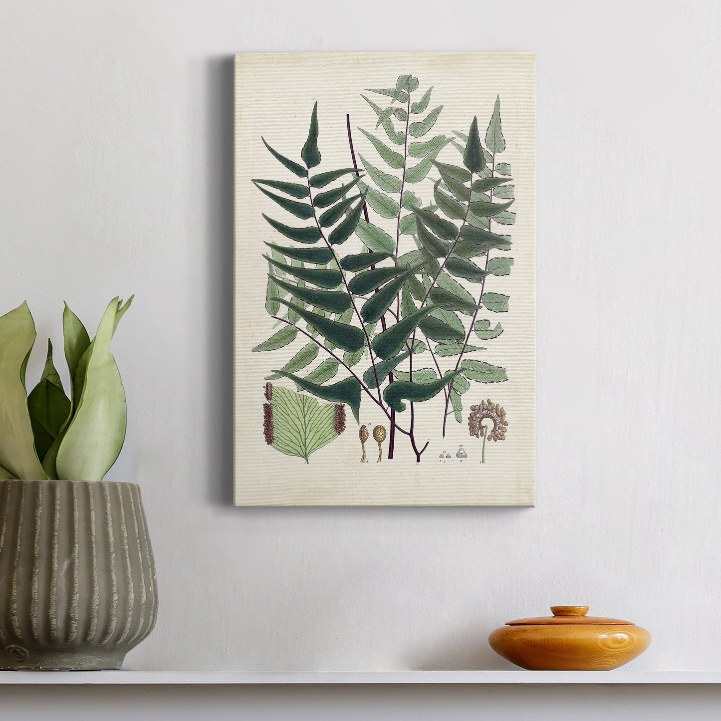 Collected Ferns VII Premium Gallery Wrapped Canvas - Ready to Hang